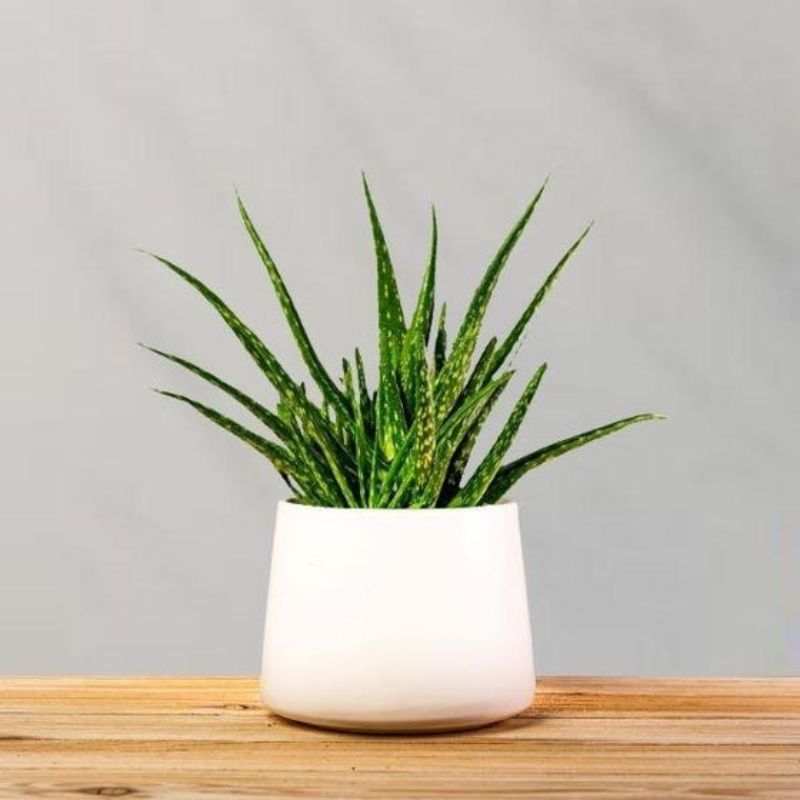 Aloe vera - Air Purifying Houseplant