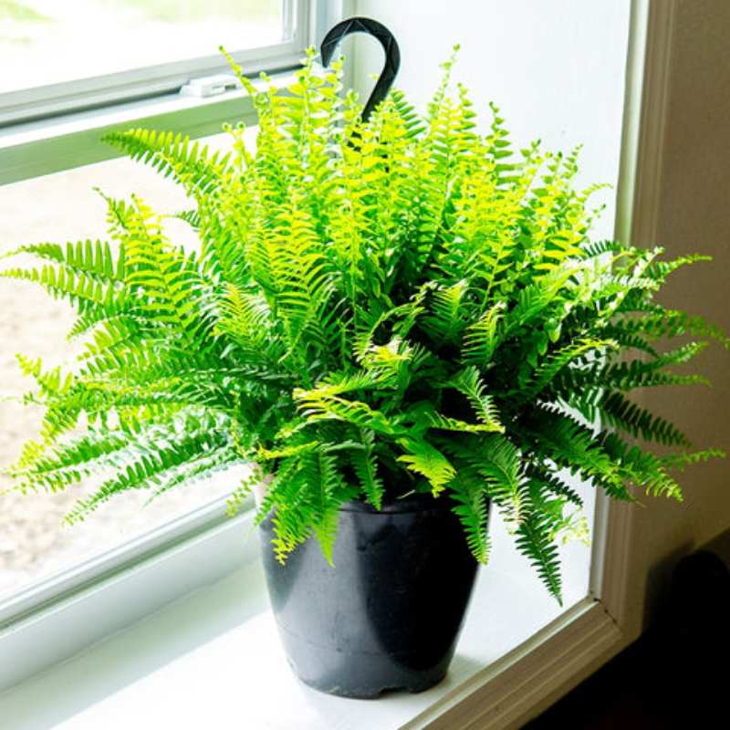Boston Fern - Air Purifying Houseplant