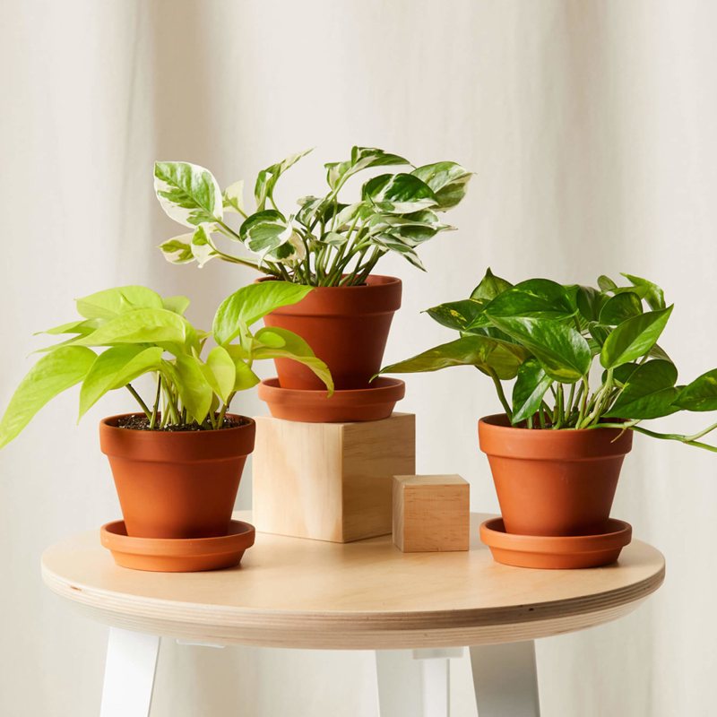 Devil’s Ivy or Pothos - Houseplants that are easy to care for