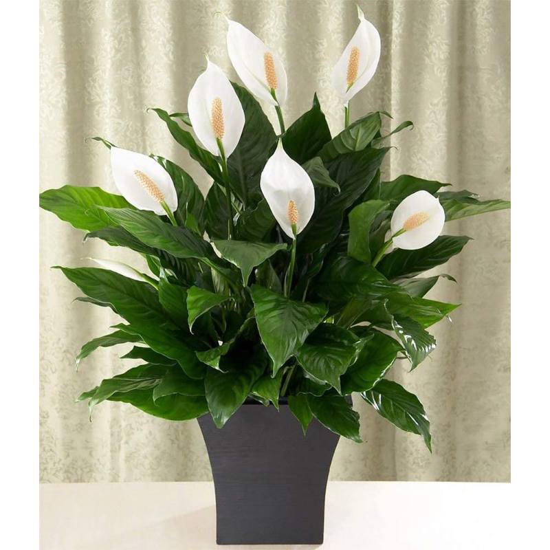 Peace Lily - Air Purifying Houseplants
