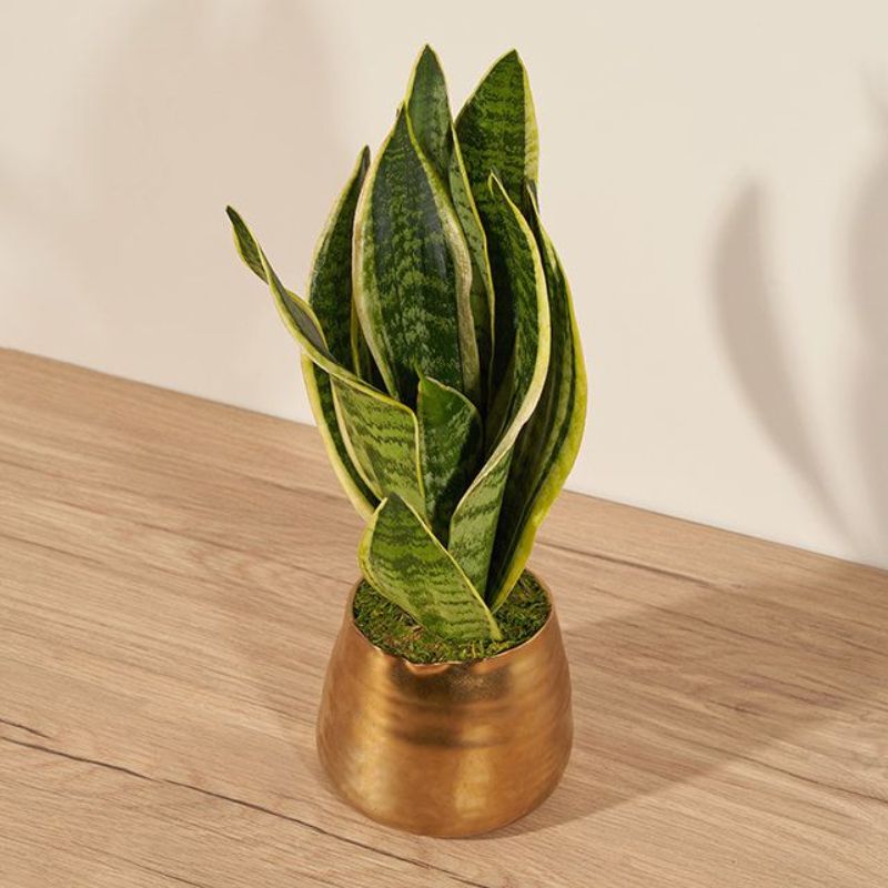 Snake Plant - Houseplants for new plant parents
