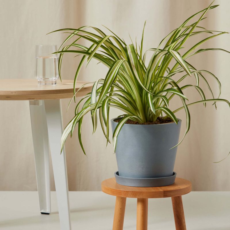 Spider Plant - Houseplants for new plant parents